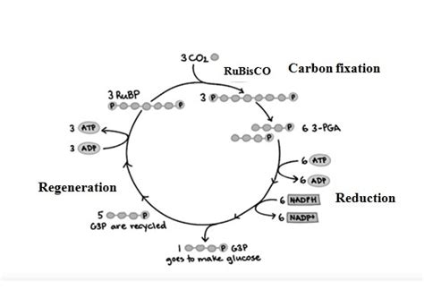 Explain Calvin cycle with diagram. - Brainly.in