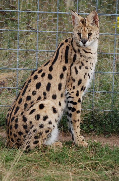 Large Exotic Domestic Cats