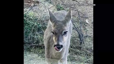 One dead, one in custody after Sierra Vista road rage shooting