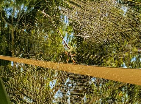 Golden Orb Weaver Web – Ausemade