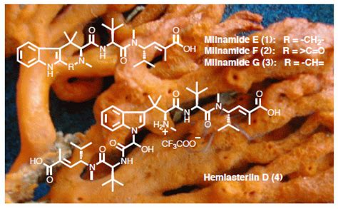 Potent Cytotoxic Peptides from the Australian Marine Sponge Pipestela ...