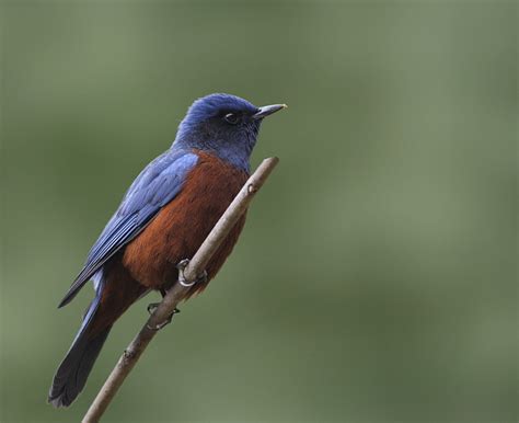 Chestnut-bellied Rock-Thrush - Monticola rufiventris - Muscicapidae ...