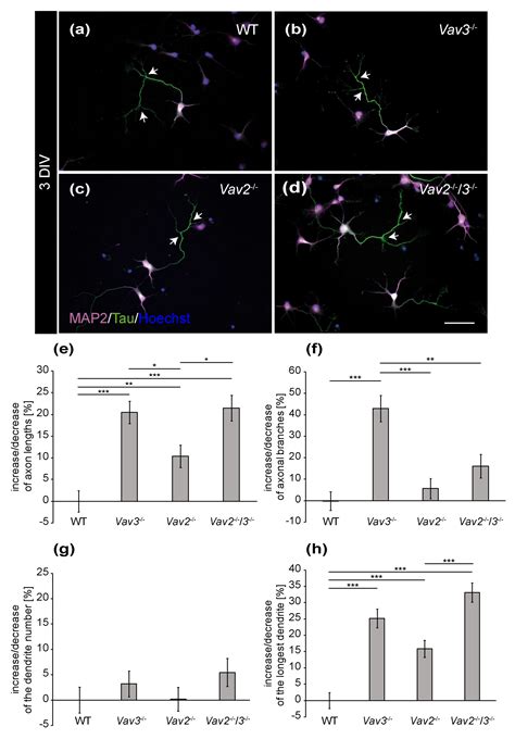 Deletion of the Nucleotide Exchange Factor Vav3 Enhances Axonal ...