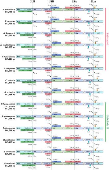 Evidence from Phylogenomics and Morphology Provide Insights into the ...