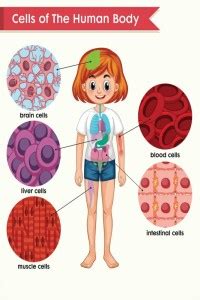 Early Learning Sticker Poster On "Human Body Cells"|Decorative Wall ...