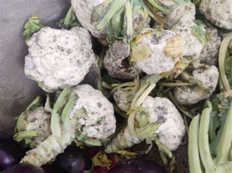 बरेली के कोविड अस्पताल में मरीजों को खिलाने के लिए रखी थी फफूंदी वाली ...