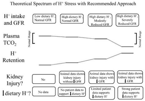 Kidney Response to the Spectrum of Diet-Induced Acid Stress