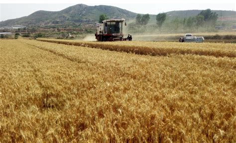 麦收正忙 全国机收冬小麦超亿亩 - 国际在线移动版