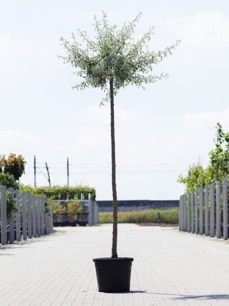 Pyrus salicifolia ‘Pendula’ | Gratis bezorgd!