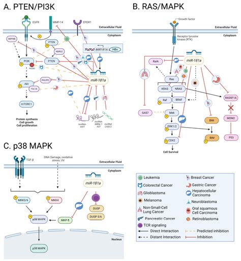 miR-181a: Regulatory Roles, Cancer-Associated Signaling Pathway ...