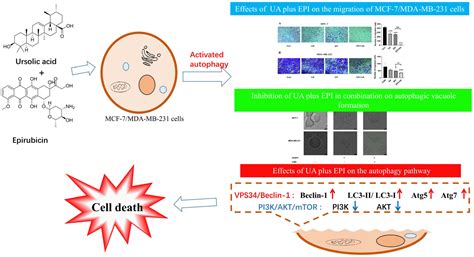 Ursolic Acid Enhances the Sensitivity of MCF-7 and MDA-MB-231 Cells to ...
