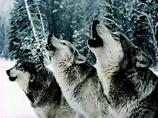 Real Wolf Howling Wallpaper by Howling Wolf Wallpapers Wallpaper Cave Real Wolf Howling Wallpaper