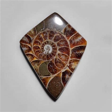 Buy Ammonite Cabochon N12322 Online at Gemstonesforsale