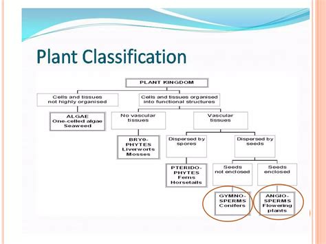 Plant Classifications Explained 的图像结果