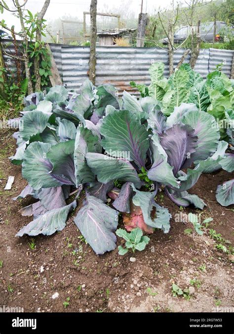 Vegetables Agriculture 的图像结果