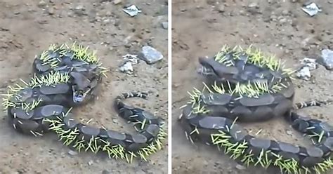 Image result for Python Eating Porcupine