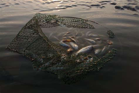 Main Causes of Water Pollution That Affect the Environment - GenV