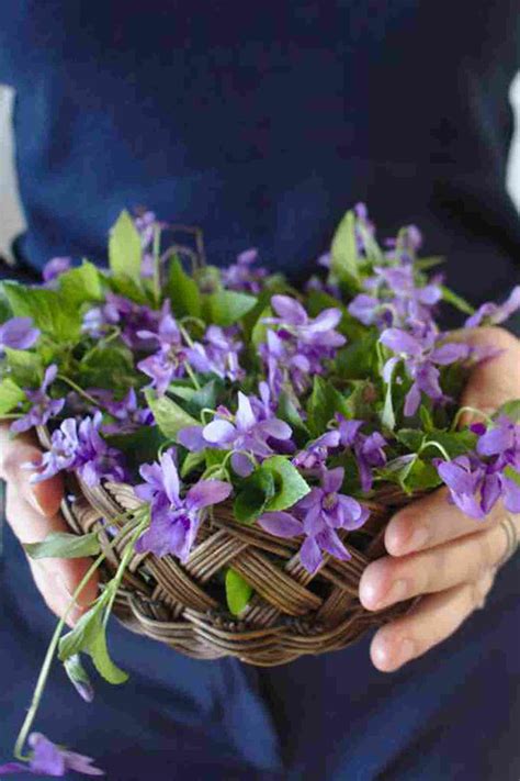 Violet Flower meaning and symbolism: Ultimate Guide - SimplyBeyondHerbs