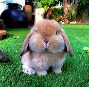 Image result for Cartoon Bunny Face