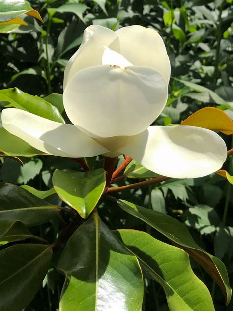 Edith Bogue Southern Magnolia — Newport Tree Conservancy