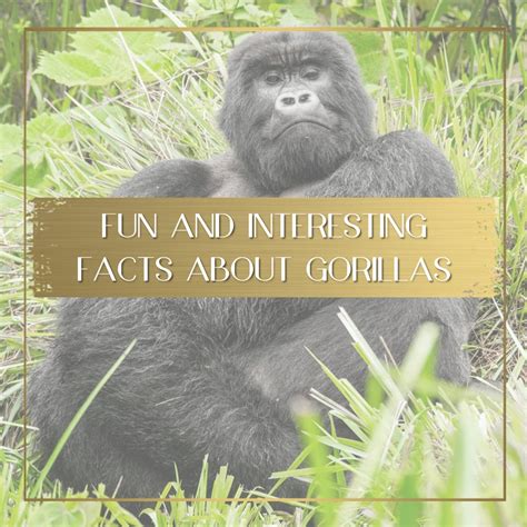 Gorilla Facts Gorilla | San Diego Zoo Animals & Plants