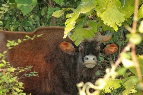 SYLVAN WOODS SAFARI LODGE TADOBA (Chimur) - Lodge Reviews, Photos, Rate ...