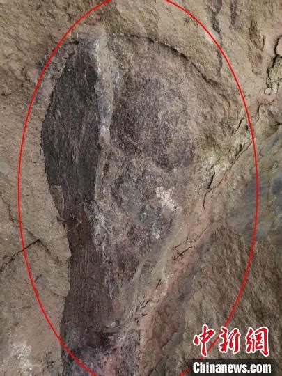 四川自贡市民发现疑似恐龙化石 专家初判距今约1.6亿年_新闻频道_央视网(cctv.com)