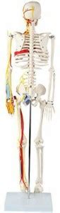 indian skin care Human Skeleton Model with Nerves, Veins and Arteries ...