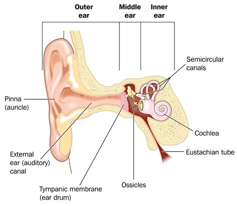 External Ear Anatomy Auricle
