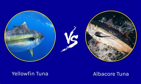 Yellowfin Tuna vs Albacore: What's the difference? - A-Z Animals