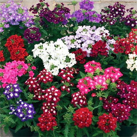 Verbena Hybrida Mix Seeds – Colorful Winter Flower for Pots & Borders ...