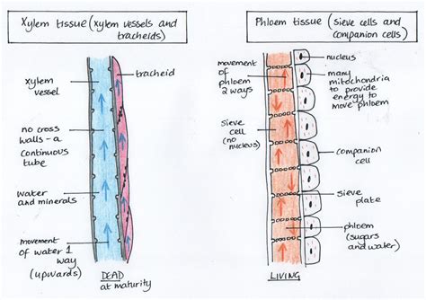 Plant Tissue Xylem