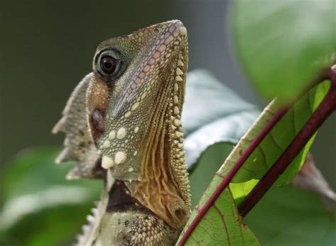 Forest Dragon Transitions From Female To Male After Her Partner Died ...