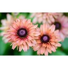 Black Eyed Susan Samen-1000 Premium Blumen samen für Gärten-Rudbeckia ...