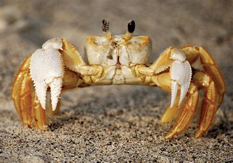 Types Of Crabs As Pets at Linda Redmon blog