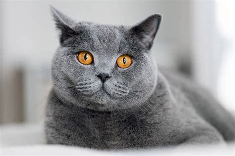 https://thediscerningcat.com/wp-content/uploads/2021/03/british-shorthair-blue-face.jpg