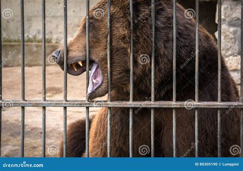 Grin Grizzly Bear, Dangerous Predator. Stock Photo - Image of killer, powerful: 80305190
