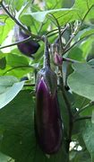 Image result for eggplant