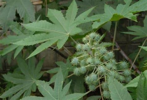 Anuraj farms Arandi, Castor Oil,Ricinus communis Herbal live Plant ...