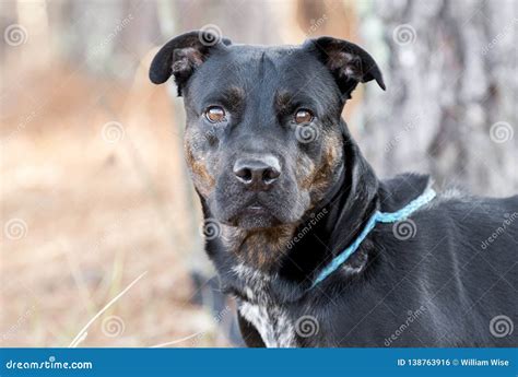 Rottweiler And Pitbull Mix