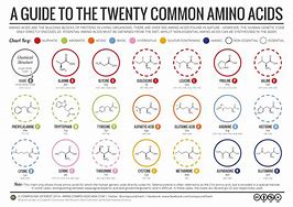 Image result for Aminoacid