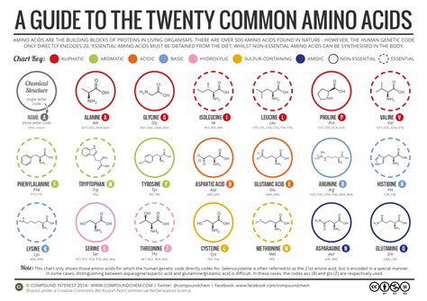 A Brief Guide to the Twenty Common Amino Acids - Compound Interest