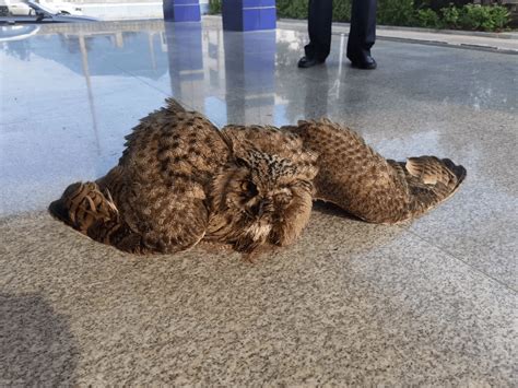 章丘刘大哥捡到世界最大猫头鹰！还是国家二级保护动物！_大鸟_救助