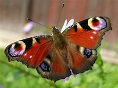 ausmalbild schmetterling tagpfauenauge naturdetektive f 252 r kinder www naturdetektive de ausmalbild schmetterling tagpfauenauge naturdetektive f 252 r kinder www naturdetektive de