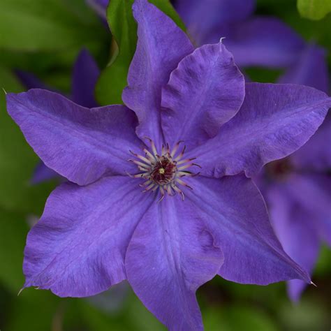 Clematis 'The President' | Clematis 'The President' online kaufen