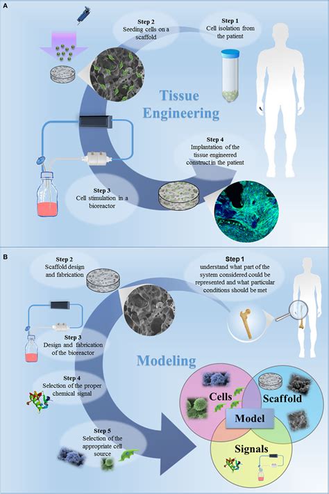 Bioengineering Examples 的图像结果