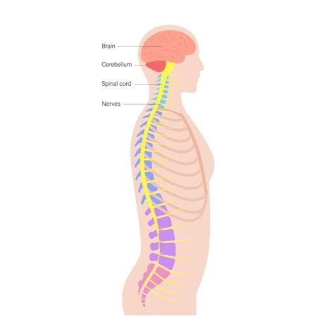 What Are the Most Common Symptoms of Spinal Cancer? - Ezra