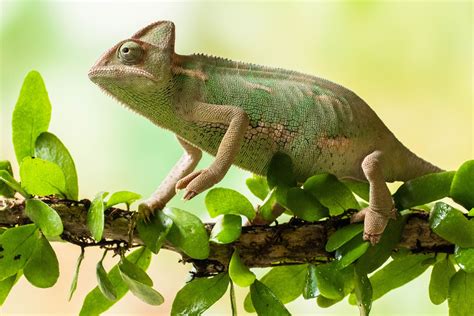 Types Of Chameleons