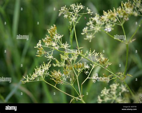 Apiaceae And Umbelliferae