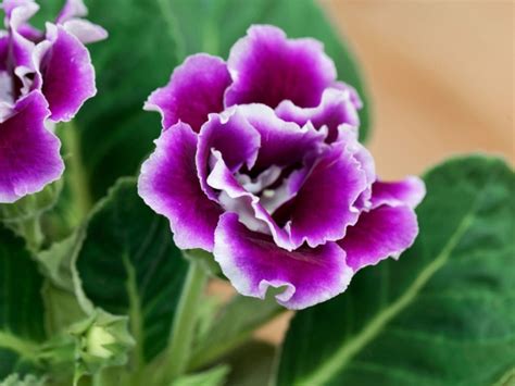 Gloxinia | Green Lovers